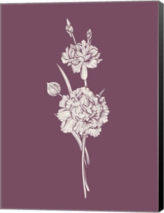 Framed Carnation Purple Flower Print