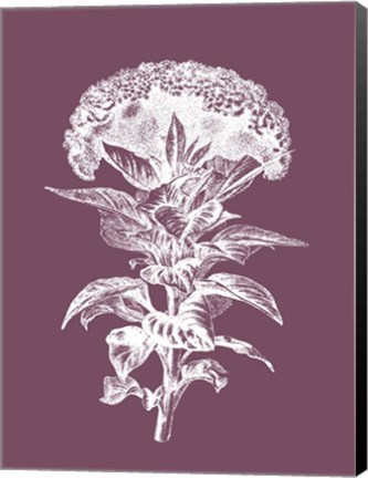 Framed Celosia Purple Flower Print