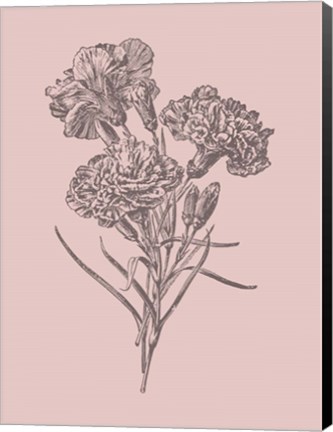 Framed Carnations Bush Pink Flower Print