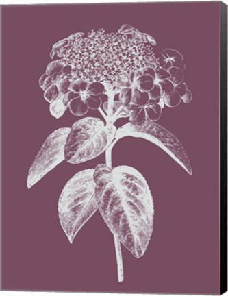 Framed Viburnum Blush Purple Flower Print