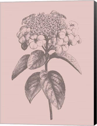 Framed Viburnum Blush Pink Flower Print