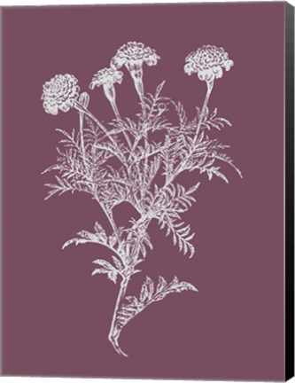 Framed Tagetes Patula Purple Flower Print