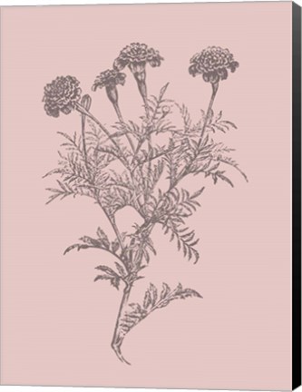 Framed Tagetes Patula Blush Pink Flower Print