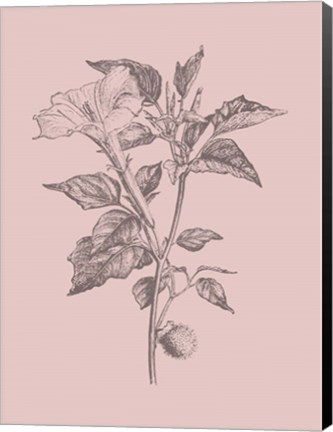Framed Datura Blush Pink Flower Print