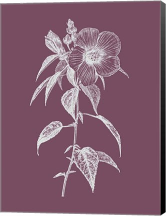 Framed Hibiscus Roseus Purple Flower Print