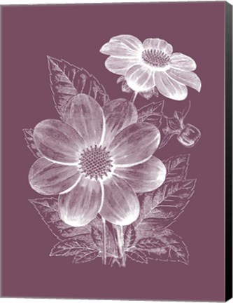 Framed Dahlias Purple Flower Print