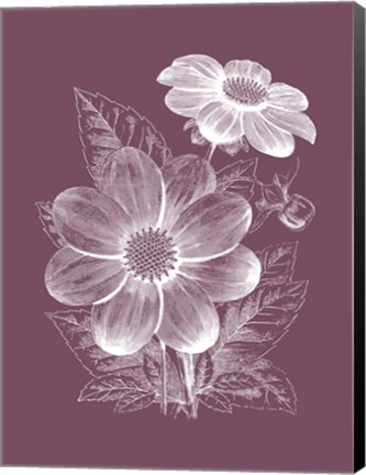 Framed Dahlias Purple Flower Print