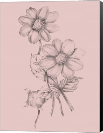 Framed Blush Pink Flower Sketch Print