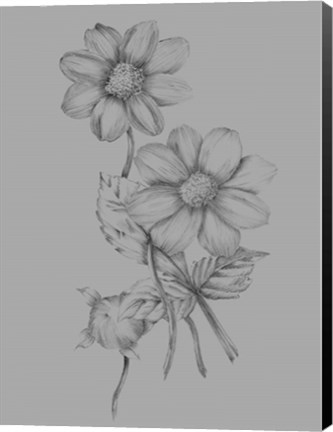 Framed Flower Sketch Print