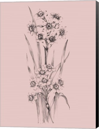 Framed Blush Pink Flower Sketch I Print