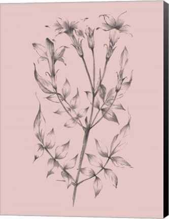 Framed Blush Pink Flower Sketch II Print