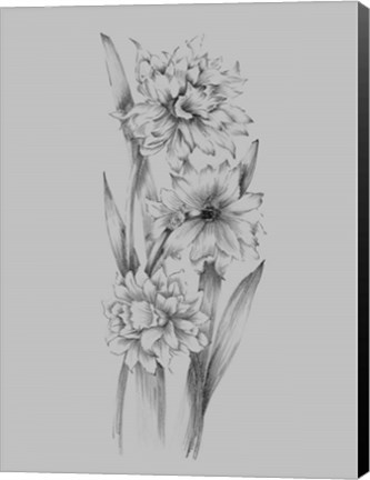 Framed Flower Sketch III Print