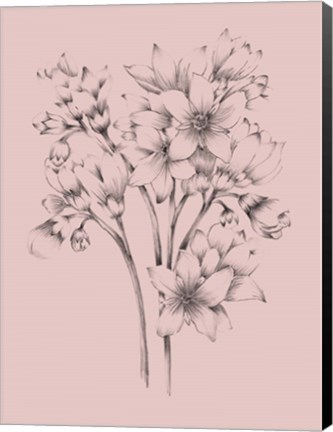 Framed Blush Pink Flower Drawing Print