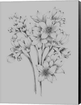 Framed Flower Drawing Print