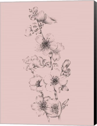 Framed Blush Pink Flower Drawing I Print