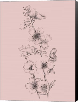 Framed Blush Pink Flower Drawing I Print