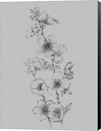 Framed Flower Drawing I Print