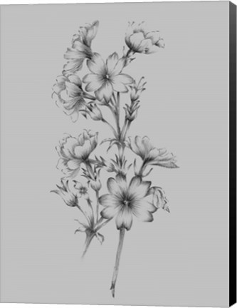 Framed Flower Drawing II Print