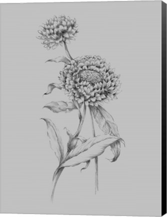 Framed Flower Drawing III Print