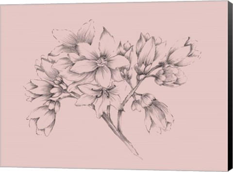 Framed Blush Pink Flower Illustration Print