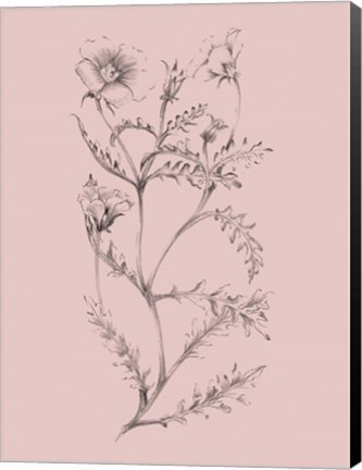 Framed Blush Pink Flower Illustration I Print