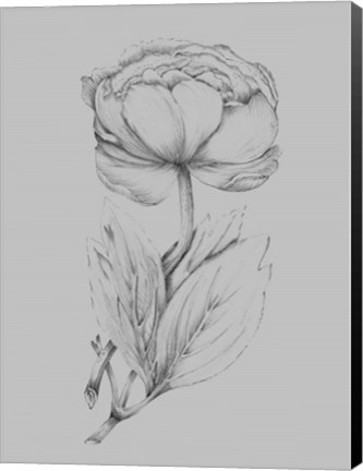 Framed Flower Illustration I Print