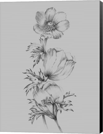 Framed Grey Flower Sketch II Print