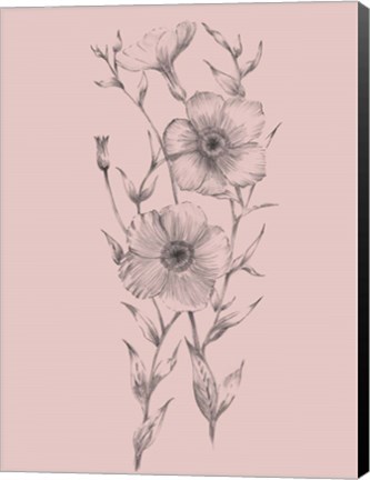 Framed Pink Flower Sketch Illustration I Print