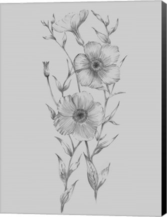 Framed Grey Flower Sketch Illustration I Print