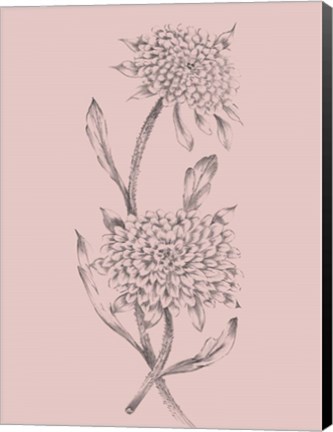 Framed Pink Flower Sketch Illustration II Print