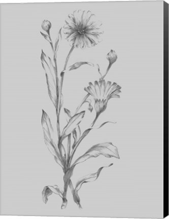 Framed Grey Flower Sketch Illustration III Print