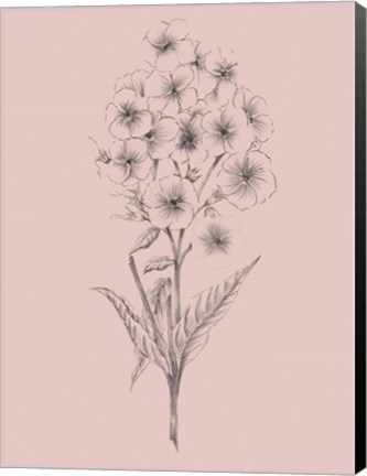 Framed Pretty Pink Flower III Print