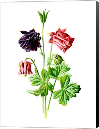 Framed Columbine Flower Print