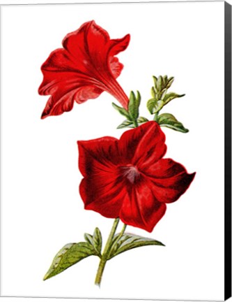 Framed Crimson Petunia Flower Print