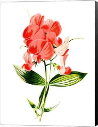 Framed Everlasting Pea Flower Print