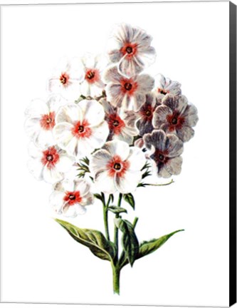 Framed Phlox Flower Print
