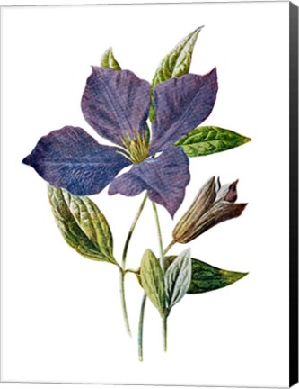 Framed Purple Clematis Flower Print