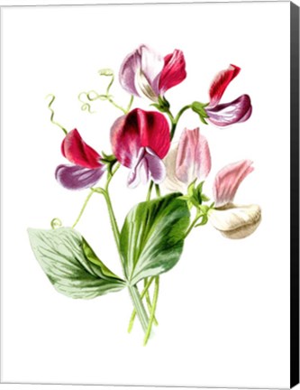 Framed Sweet Pea Flower Print