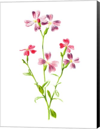 Framed Virginian Stock Flower Print