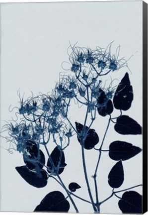 Framed Clematis 1 Blue Print