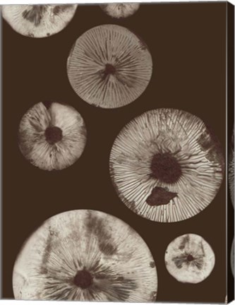 Framed Mushroom 5 Dark Brown Print