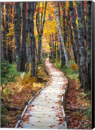 Framed Autumn Boardwalk I Print