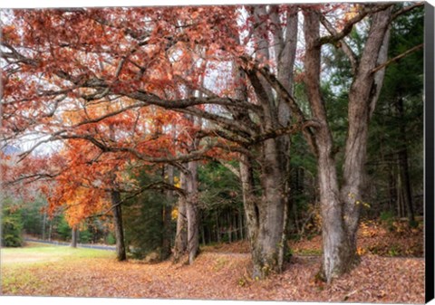 Framed Autumn Drive II Print