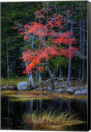 Framed Red Reflections I Print