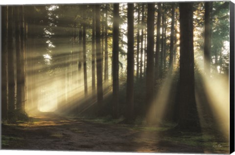 Framed Pathway to Sunlight Print