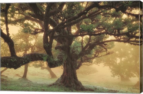 Framed Tree Dreams Print