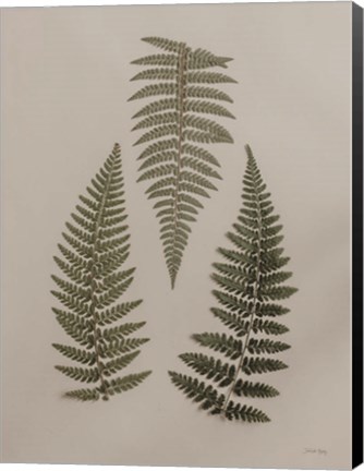 Framed Light Fern Study I Print