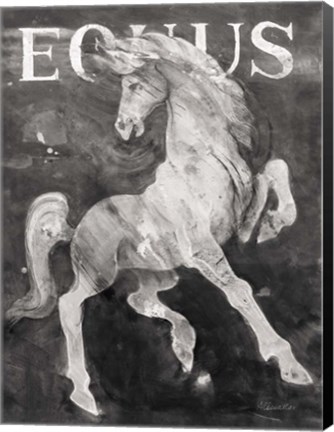 Framed Equus Stallion BW Print