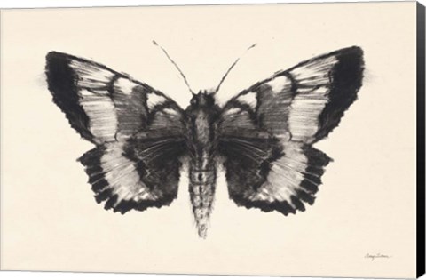 Framed Moth V Print