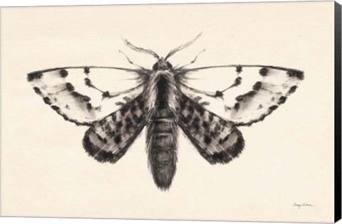 Framed Moth IV Print